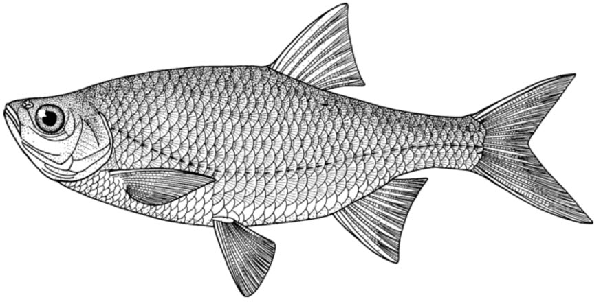 Scardinius erythrophthalmus_01.jpg
